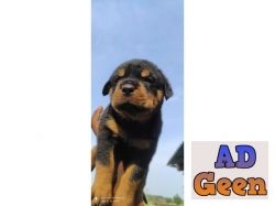 used 35 days Rottweiler puppies available for sale 